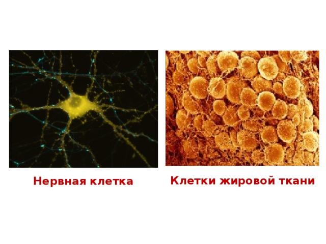 Клетки жировой ткани Нервная клетка