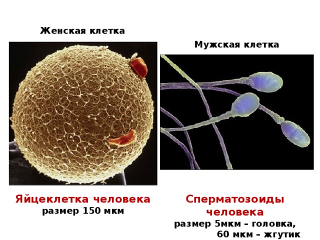 Женская клетка Мужская клетка Яйцеклетка человека Сперматозоиды человека размер 150 мкм размер 5мкм – головка, 60 мкм – жгутик