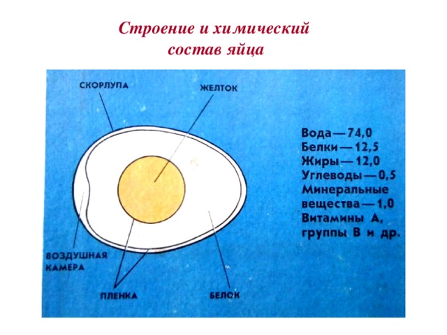 Строение и химический  состав яйца Строение и химический  состав яйца