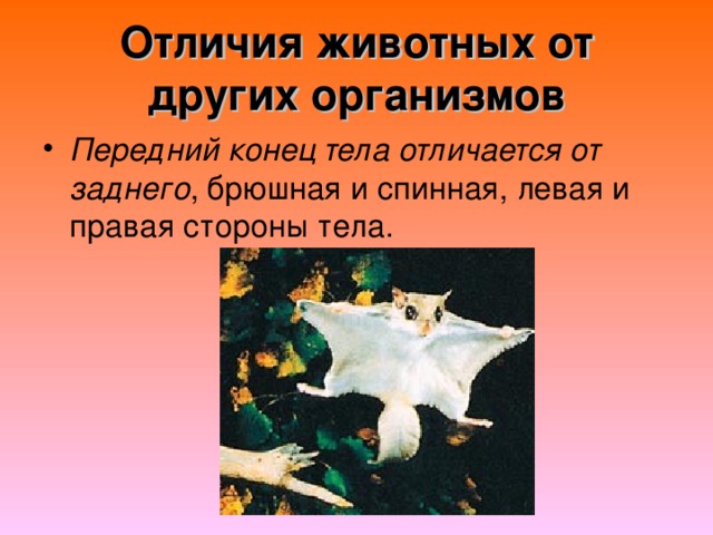 Отличия животных от других организмов