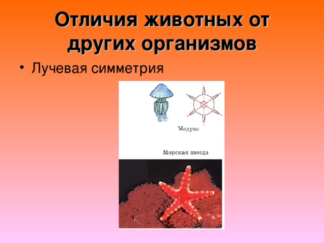 Отличия животных от других организмов