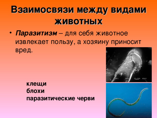 Взаимосвязи между видами животных Паразитизм клещи блохи паразитические черви