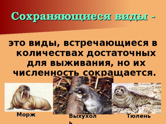 Сохраняющиеся виды - это виды, встречающиеся в количествах достаточных для выживания, но их численность сокращается. Морж Выхухоль Тюлень