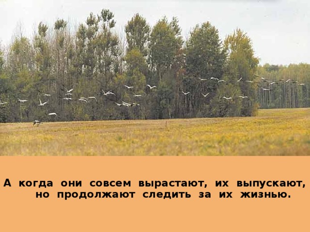 А когда они совсем вырастают, их выпускают, но продолжают следить за их жизнью.