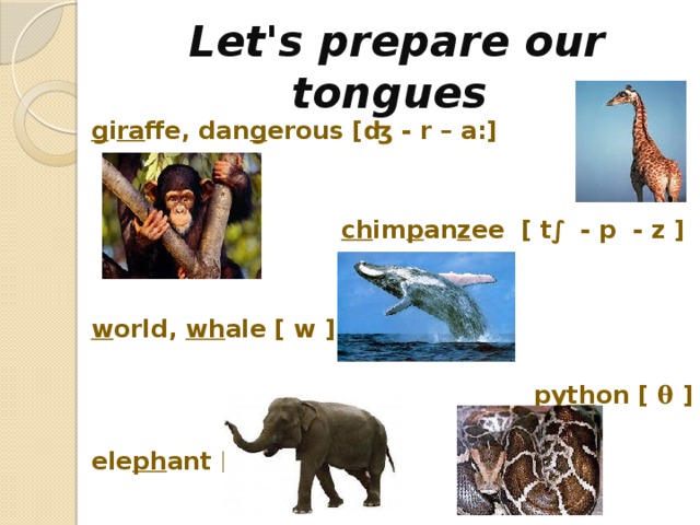 Let's prepare our tongues g i ra ffe, dan g erous [ʤ - r – a:]   ch im p an z ee [ t∫ - p - z  ]   w orld, wh ale [ w ]  py th on [ θ ]  ele ph ant [ f ]