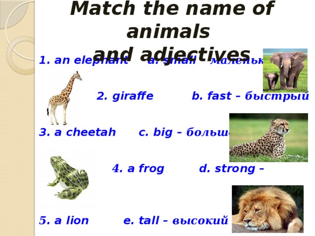 Match the name of animals  and adjectives 1. an elephant a. small – маленький   2. giraffe b. fast – быстрый  3. a cheetah c. big – большой   4 . a frog d. strong – сильный  5 . a lion e. tall – высокий