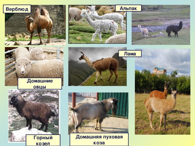 Альпак Верблюд Лама Домашние овцы Домашняя пуховая коза Горный козел