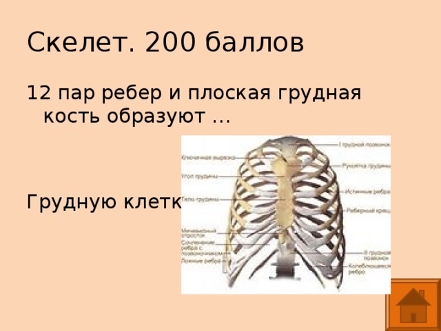Скелет. 200 баллов 12 пар ребер и плоская грудная кость образуют … Грудную клетку