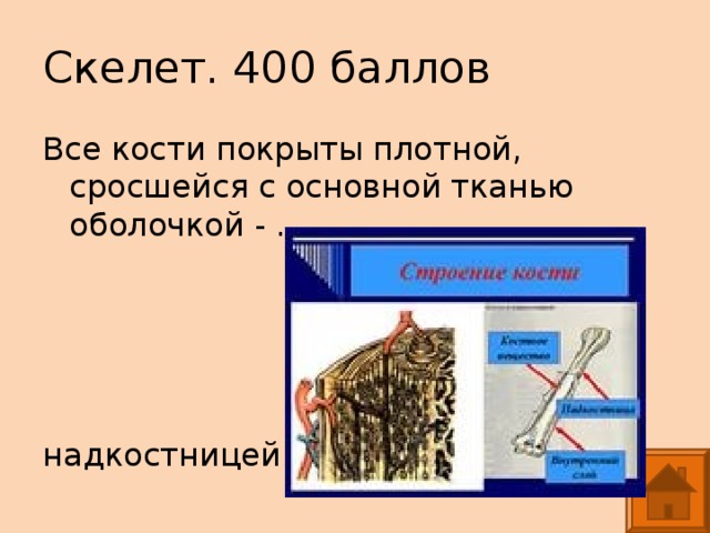 Скелет. 400 баллов Все кости покрыты плотной, сросшейся с основной тканью оболочкой - … надкостницей