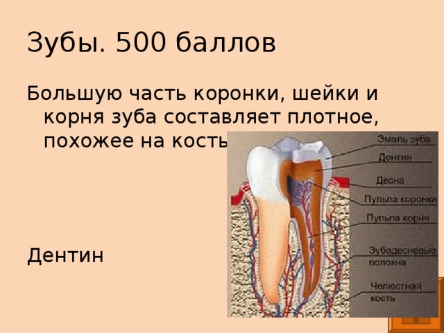 Зубы. 500 баллов Большую часть коронки, шейки и корня зуба составляет плотное, похожее на кость вещество - … Дентин