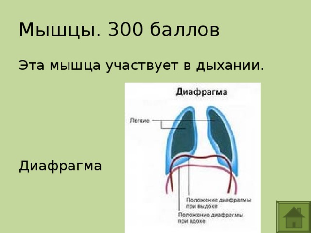 Мышцы. 300 баллов Эта мышца участвует в дыхании. Диафрагма