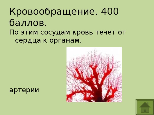 Кровообращение. 400 баллов. По этим сосудам кровь течет от сердца к органам. артерии