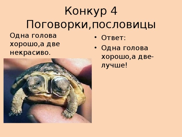 Конкур 4 Поговорки,пословицы Одна голова хорошо,а две некрасиво.