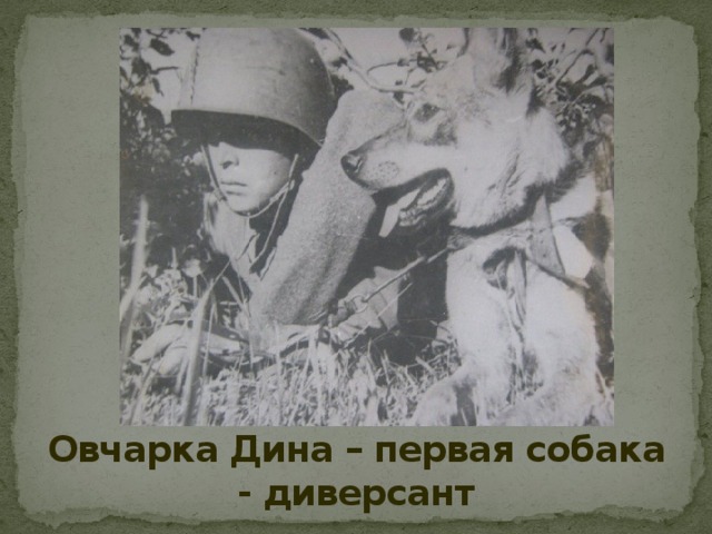 Овчарка Дина – первая собака - диверсант