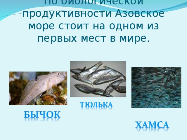 По биологической продуктивности Азовское море стоит на одном из первых мест в мире.