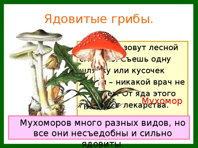 Ядовитые грибы. Этот гриб зовут лесной смертью. Съешь одну шляпку или кусочек ножки – никакой врач не поможет. От яда этого гриба нет лекарства. Мухомор  Мухоморов много разных видов, но все они несъедобны и сильно ядовиты. Бледная поганка