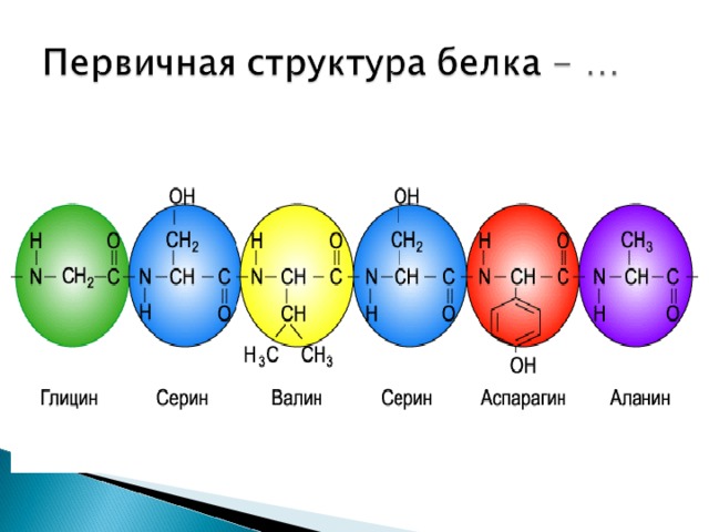Химическая связь первичной структуры. Строение первичной структуры белка химия. Перваичная структура белк. Белки химия первичная структура белка. Структура белков химия.