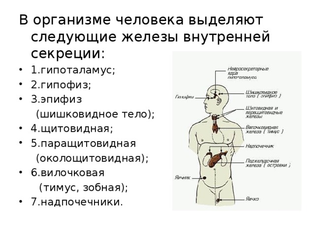 В организме человека выделяют следующие железы внутренней секреции: 1.гипоталамус; 2.гипофиз; 3.эпифиз  (шишковидное тело); 4.щитовидная; 5.паращитовидная  (околощитовидная); 6.вилочковая  (тимус, зобная);