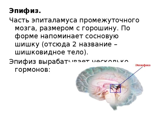 Эпифиз регулирует. Эпифиз анатомия человека. Эпифиз головного мозга. Строение мозга эпифиз. Шишковидная железа (эпифиз).