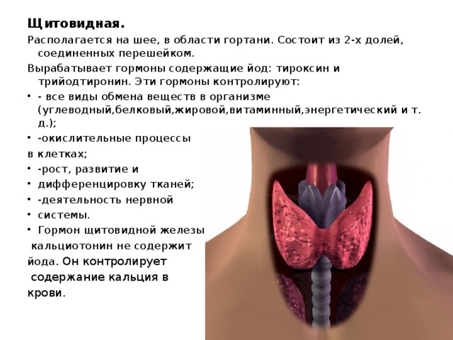 Щитовидная. Располагается на шее, в области гортани. Состоит из 2-х долей, соединенных перешейком. Вырабатывает гормоны содержащие йод: тироксин и трийодтиронин. Эти гормоны контролируют: - все виды обмена веществ в организме (углеводный,белковый,жировой,витаминный,энергетический и т. д.); -окислительные процессы в клетках; -рост, развитие и дифференцировку тканей; -деятельность нервной системы. Гормон щитовидной железы  кальциотонин не содержит йода. Он контролирует  содержание кальция в крови.