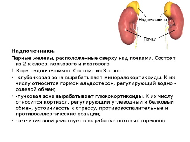 Надпочечники. Парные железы, расположенные сверху над почками. Состоят из 2-х слоев: коркового и мозгового. 1.Кора надпочечников. Состоит из 3-х зон: