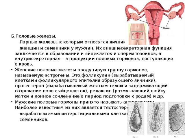 Б.Половые железы.  Парные железы, к которым относятся яичники у  женщин и семенники у мужчин. Их внешнесекреторная функция заключается в образовании и яйцеклеток и сперматозоидов, а внутрисекреторная – в продукции половых гормонов, поступающих в кровь. Женские половые железы продуцирую группу гормонов, называемую эстрогены. Это фолликулин (вырабатываемый клетками фолликулярного эпителия образующего яичники), прогестерон (вырабатываемый желтым телом и задерживающий созревание новых яйцеклеток), релаксин (размягчающий шейку матки и лонное сочленение в период подготовки к родам) и др. Мужские половые гормоны принято называть андрогенами. Наиболее известным из них является тестостерон,  вырабатываемый интерстициальными клетками  семенников.