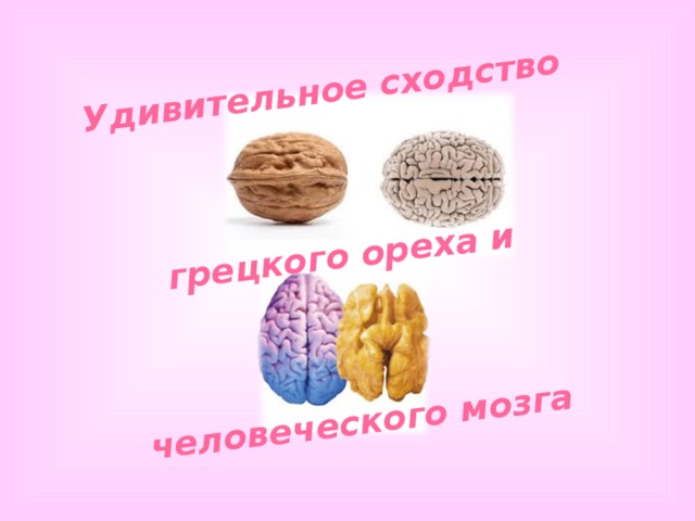 Удивительное сходство    грецкого ореха и    человеческого мозга