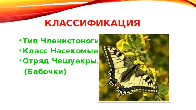 Классификация Тип Членистоногие Класс Насекомые Отряд Чешуекрылые  (Бабочки)