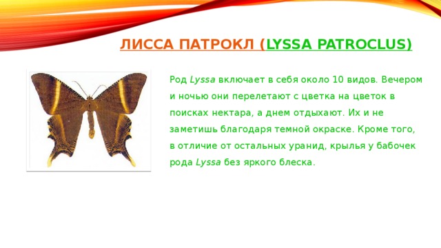 ЛИСС А ПАТРОКЛ ( LYSSA PATROCLUS)   Род  Lyssa  включает в себя около 10 видов. Вечером и ночью они перелетают с цветка на цветок в поисках нектара, а днем отдыхают. Их и не заметишь благодаря темной окраске. Кроме того, в отличие от остальных уранид, крылья у бабочек рода  Lyssa  без яркого блеска.
