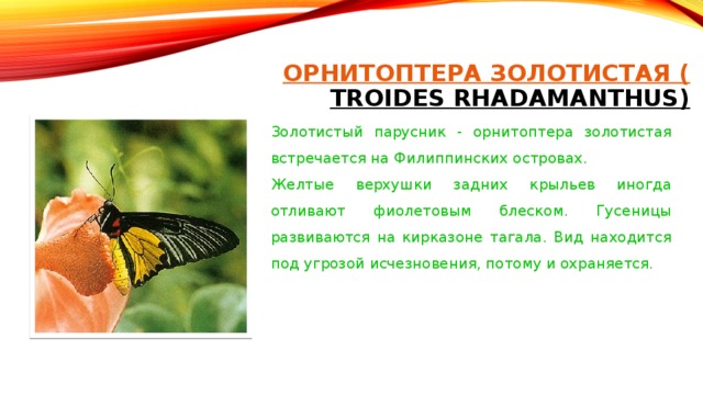 ОРНИТОПТЕРА ЗОЛОТИСТАЯ ( TROIDES RHADAMANTHUS)   Золотистый парусник - орнитоптера золотистая встречается на Филиппинских островах. Желтые верхушки задних крыльев иногда отливают фиолетовым блеском. Гусеницы развиваются на кирказоне тагала. Вид находится под угрозой исчезновения, потому и охраняется.