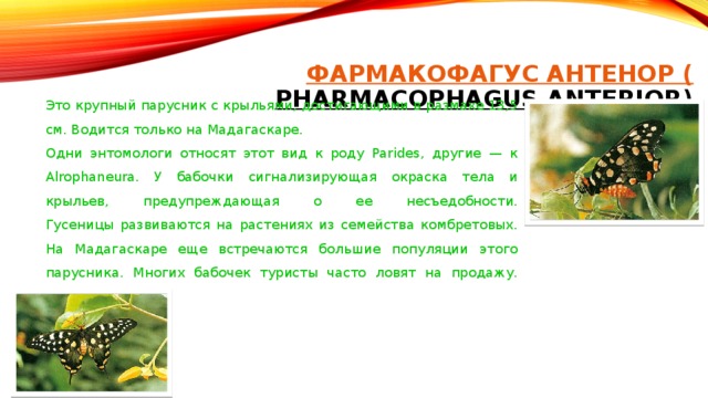 ФАРМАКОФАГУС АНТЕНОР ( PHARMACOPHAGUS ANTERIOR)   Это крупный парусник с крыльями, достигающими в размахе 13,5 см. Водится только на Мадагаскаре. Одни энтомологи относят этот вид к роду Parides, другие — к Alrophaneura. У бабочки сигнализирующая окраска тела и крыльев, предупреждающая о ее несъедобности.  Гусеницы развиваются на растениях из семейства комбретовых. На Мадагаскаре еще встречаются большие популяции этого парусника. Многих бабочек туристы часто ловят на продажу.