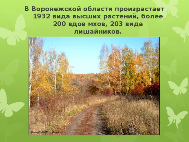 В Воронежской области произрастает 1932 вида высших растений, более 200 вдов мхов, 203 вида лишайников.
