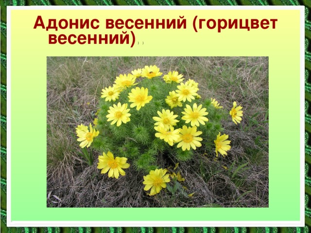 Горицвет весенний Адонис весенний (горицвет весенний) ) )