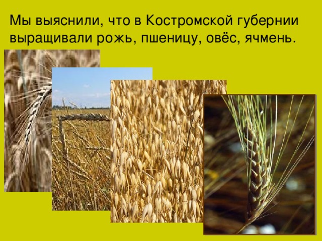 Мы выяснили, что в Костромской губернии выращивали рожь, пшеницу, овёс, ячмень.