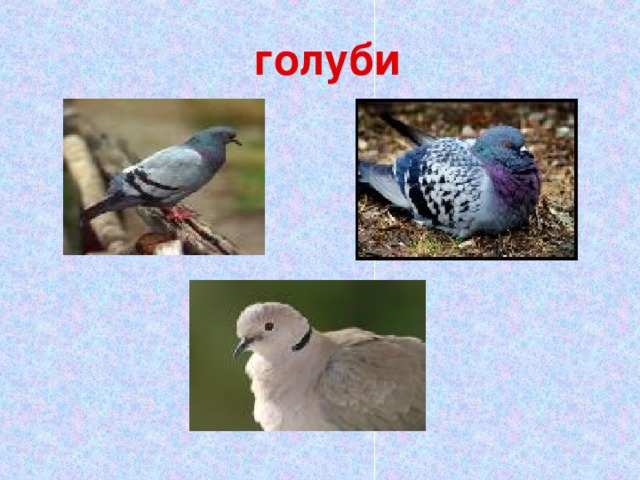 голуби