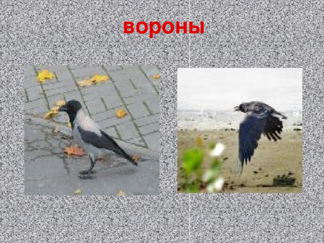 вороны