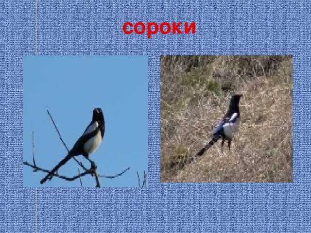 сороки