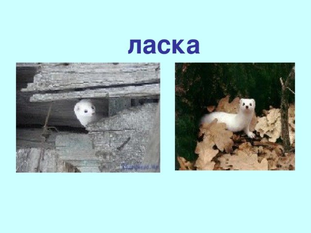 ласка