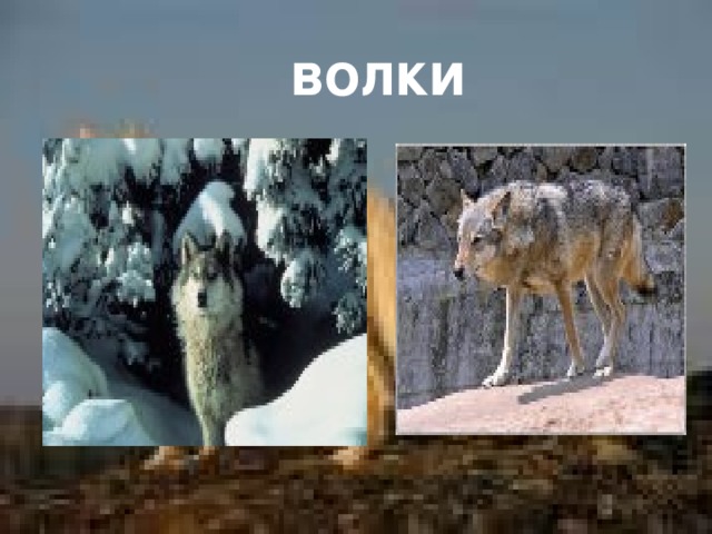 волки