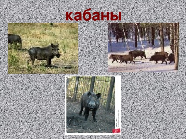 кабаны