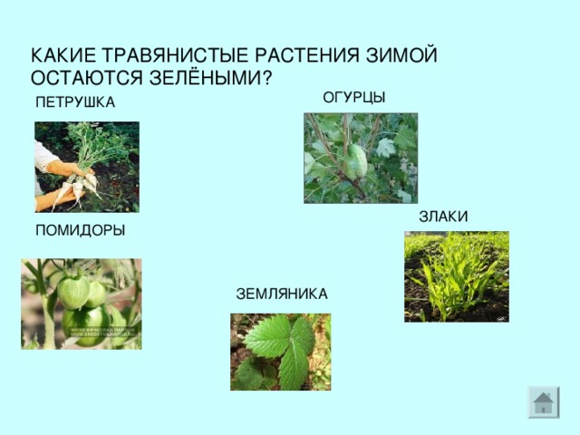 КАКИЕ ТРАВЯНИСТЫЕ РАСТЕНИЯ ЗИМОЙ ОСТАЮТСЯ ЗЕЛЁНЫМИ? ОГУРЦЫ ПЕТРУШКА ЗЛАКИ ПОМИДОРЫ ЗЕМЛЯНИКА