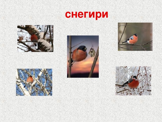 снегири