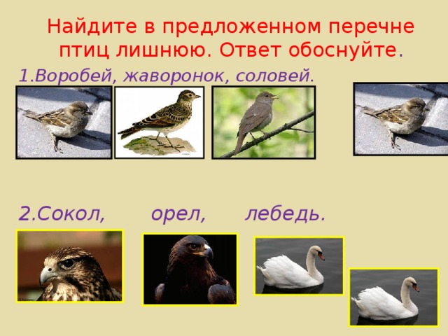 Найдите в предложенном перечне птиц лишнюю. Ответ обоснуйте . 1.Воробей, жаворонок, соловей.     2.Сокол, орел, лебедь.