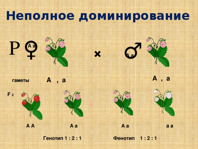 Неполное доминирование Р ♀ ♂ × А а А а А , а А , а гаметы F 2 а а А а А а А А Фенотип 1 : 2 : 1 Генотип 1 : 2 : 1