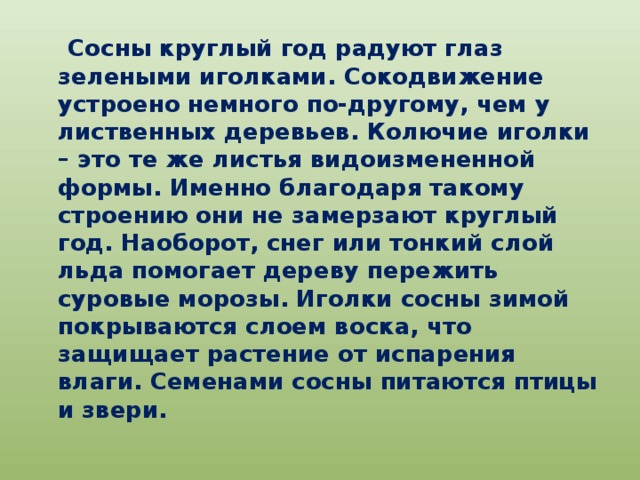 Сосны круглый год радуют глаз зелеными иголками. Сокодвижение устроено немного по-другому, чем у лиственных деревьев. Колючие иголки – это те же листья видоизмененной формы. Именно благодаря такому строению они не замерзают круглый год. Наоборот, снег или тонкий слой льда помогает дереву пережить суровые морозы. Иголки сосны зимой покрываются слоем воска, что защищает растение от испарения влаги. Семенами сосны питаются птицы и звери.