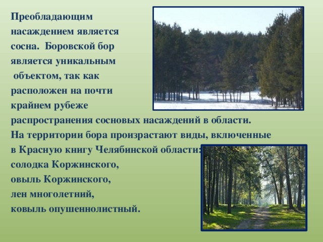 Преобладающим насаждением является сосна. Боровской бор является уникальным  объектом, так как расположен на почти крайнем рубеже распространения сосновых насаждений в области. На территории бора произрастают виды, включенные в Красную книгу Челябинской области: солодка Коржинского, овыль Коржинского, лен многолетний, ковыль опушеннолистный.