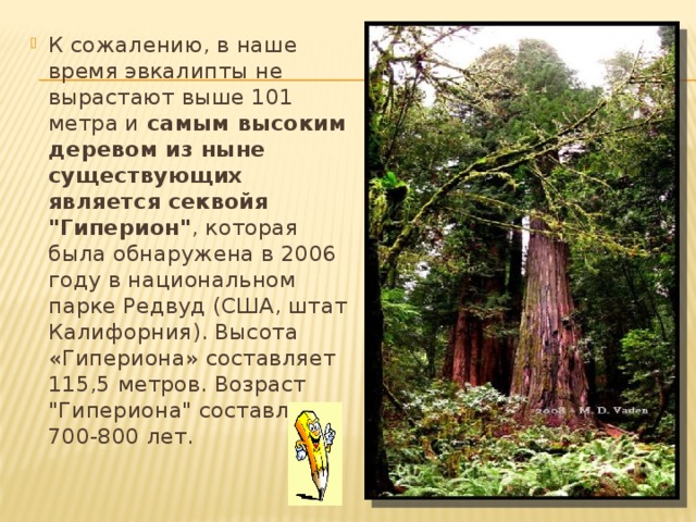 К сожалению, в наше время эвкалипты не вырастают выше 101 метра и  самым высоким деревом из ныне существующих является секвойя 