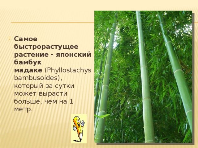 Самое быстрорастущее растение - японский бамбук мадаке  (Phyllostachys bambusoides), который за сутки может вырасти больше, чем на 1 метр.