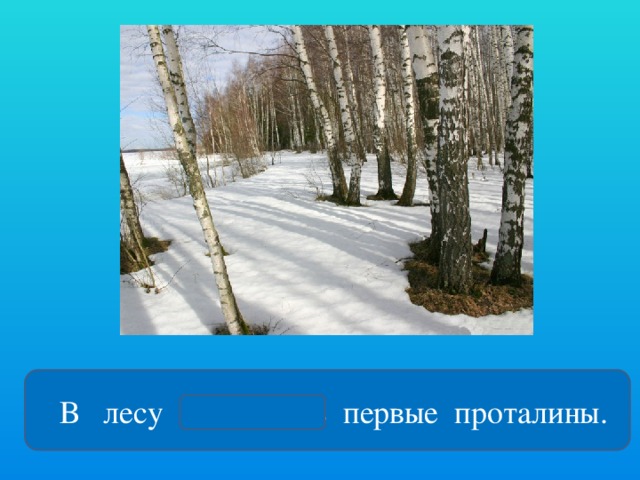 В лесу появились первые проталины.