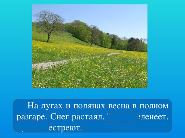 На лугах и полянах весна в полном разгаре. Снег растаял. Трава зеленеет. Цветы пестреют.